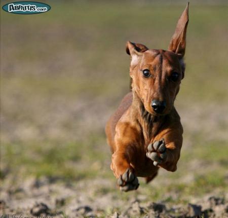 le chien